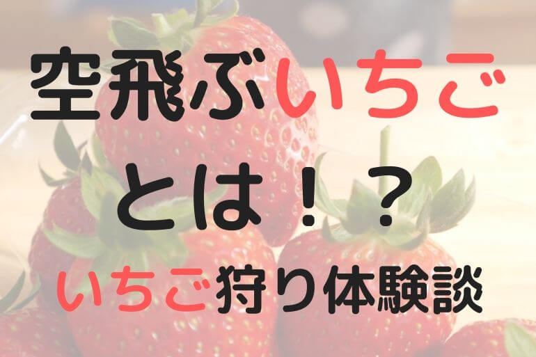 体験談 グリナリウム淡路島 いちご狩りのコンセプトが面白い コアラの行進ブログ